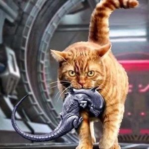 Meet your Posher, Gavin